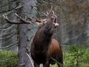 В нацпарку на Волині браконьєри вбили вагітну самку лося