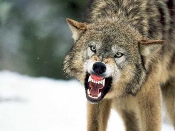 На Тернопільщині скажений вовк покусав чоловіка і 18 собак. ВІДЕО