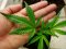 Лучанка закликає підтримати використання марихуани в медичних цілях 