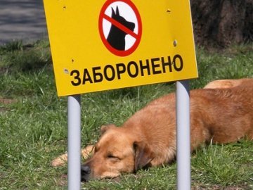 Луцька мерія обіцяє штрафувати на 1000 гривень за неправильний вигул собак
