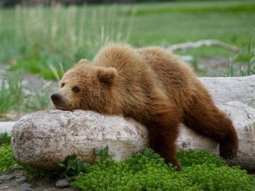 У Криму від спеки рятують ведмедів