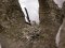 Дивовижна мить: волинський фотограф упіймав синиць за майструванням гнізда. ФОТО