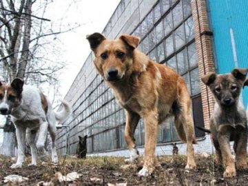 У Камінь-Каширську просять не телефонувати у поліцію щодо вилову безпритульних собак