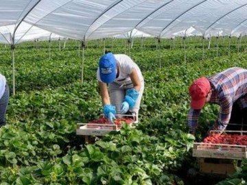У Польщі готують чартери для сезонних робітників з України