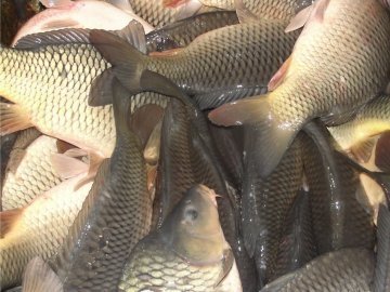 Риба придатна, поки жива, ‒ порушення в луцькому супермаркеті