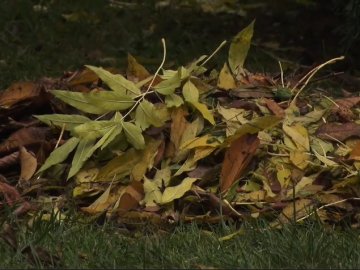 Лучанка розповіла, як утилізує опале листя без шкоди для екології. ВІДЕО