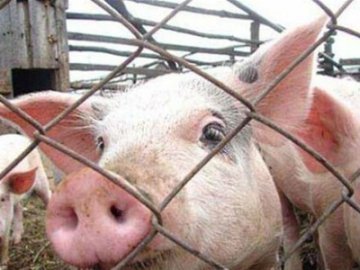 Українських свиней починає вражати африканська чума