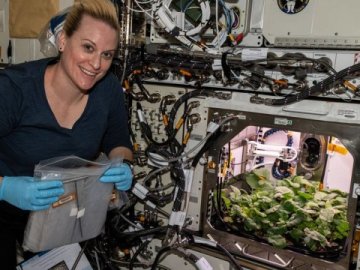 Астронавти NASA вперше зібрали в космосі урожай редиски. ВІДЕО