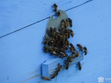 Фермер, через якого загинули бджоли у Турійському районі, відшкодував збитки