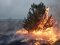 На Ківерцівщині люди спалили молодий ліс. ФОТО