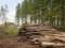 У Володимирі-Волинському запобігли незаконному експорту деревини