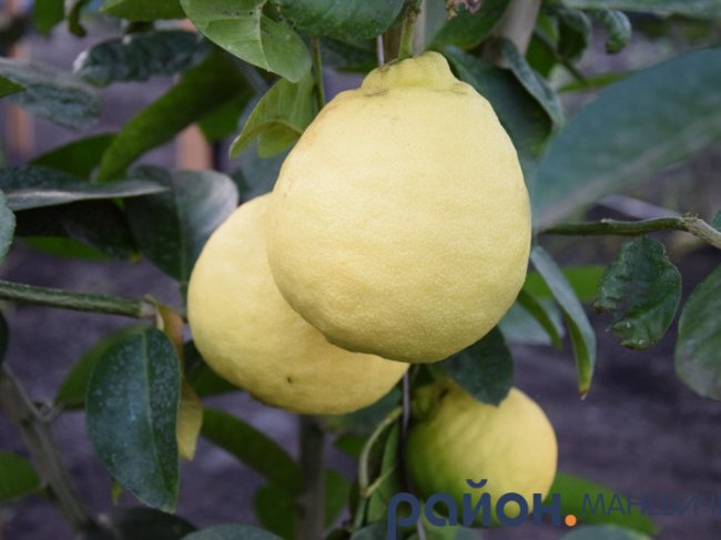 У теплицях лісового господарства на Волині дозріває пів сотні кущів лимонів. ФОТО