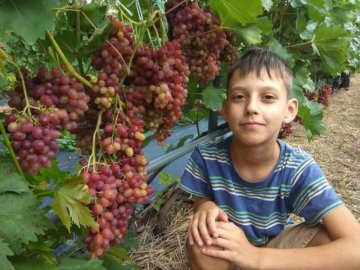 Волинянка, яка вирощує понад пів сотні різних сортів винограду, розповіла про секрети догляду