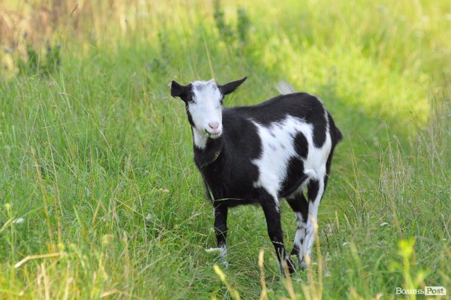 «Вони, як люди - кожна зі своїм характером», - луцька «козяча мама»