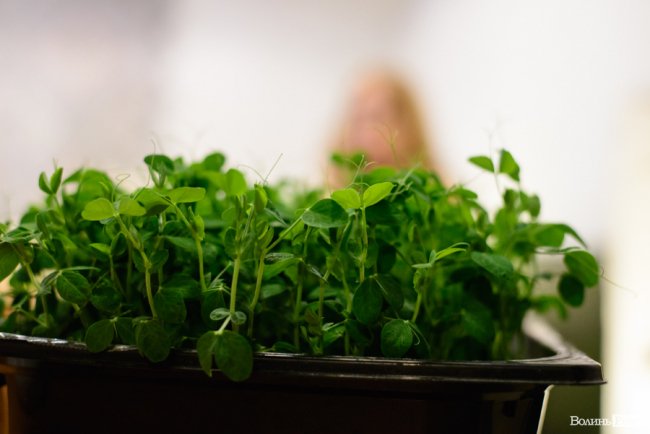 Лучанка створила вдома маленьку ферму і вирощує новомодний мікрогрін. ФОТО