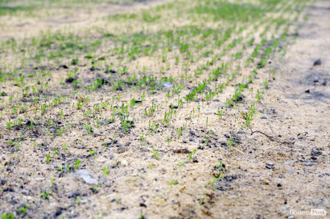 Екологічні стежки у волинському лісі – безліч відкриттів не лише для дітей