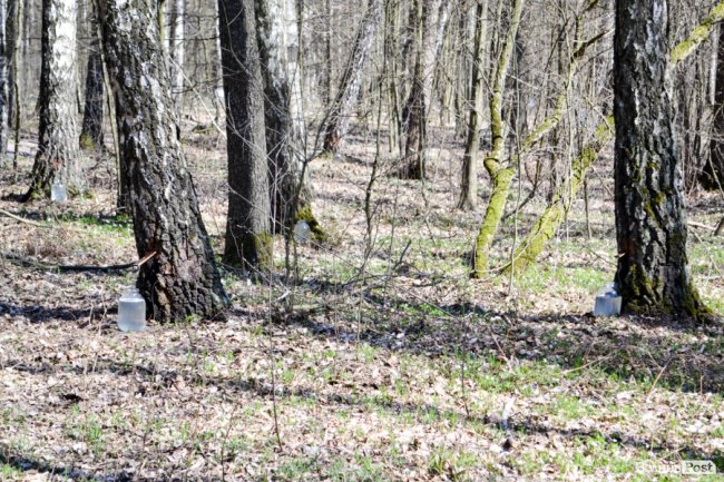 Природа – не на карантині: у волинських лісах збирають березовий сік для декількох континентів. ФОТО