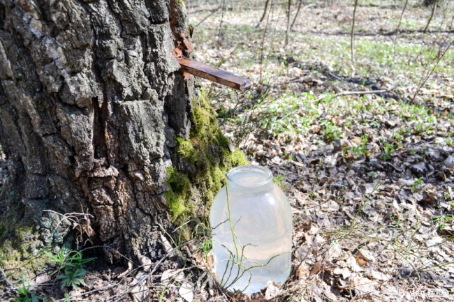 Природа – не на карантині: у волинських лісах збирають березовий сік для декількох континентів. ФОТО