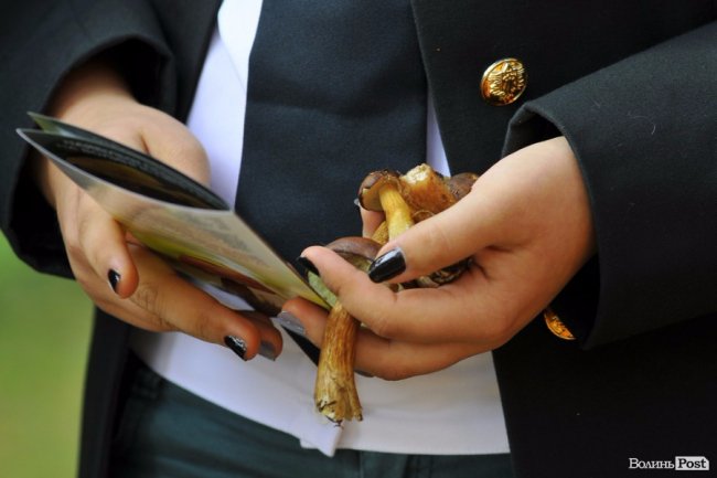 Маневицькими грибами смакуватиме Європа