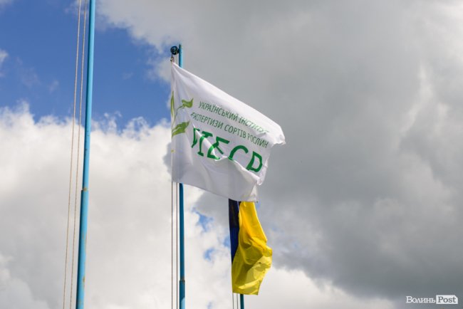 «Люблю кожен колосок»: розмова про 51 рік роботи серед пшеничного різноманіття. ФОТО