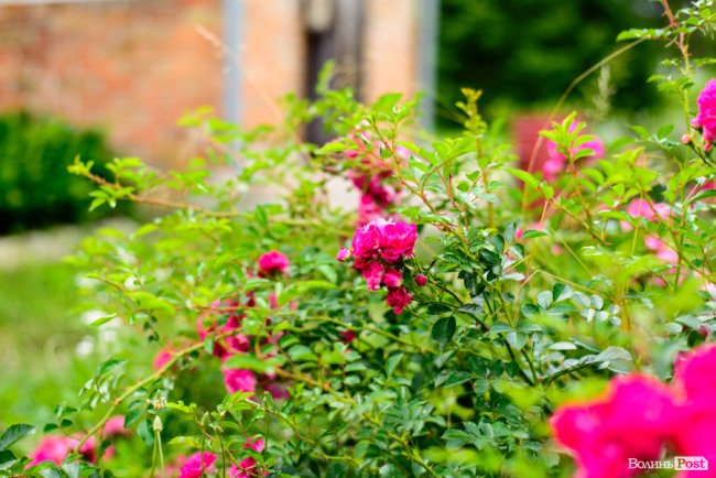 «Люблю кожен колосок»: розмова про 51 рік роботи серед пшеничного різноманіття. ФОТО