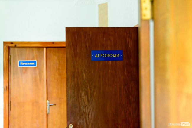 «Люблю кожен колосок»: розмова про 51 рік роботи серед пшеничного різноманіття. ФОТО