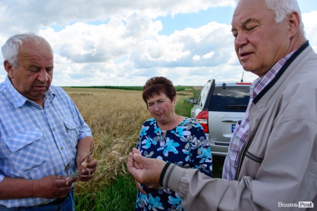 «Люблю кожен колосок»: розмова про 51 рік роботи серед пшеничного різноманіття. ФОТО