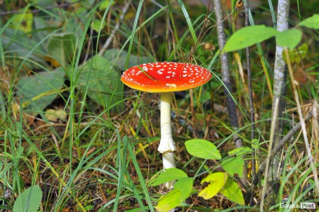 Маневицькими грибами смакуватиме Європа