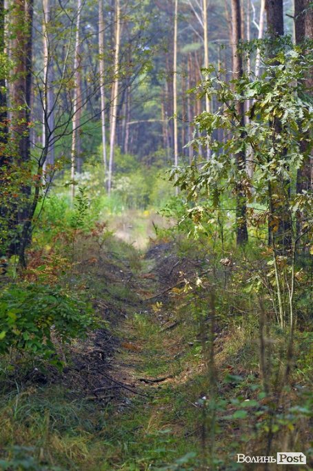 Маневицькими грибами смакуватиме Європа