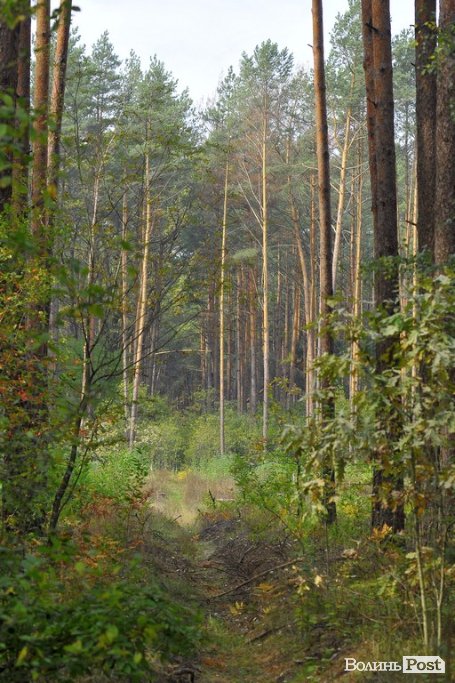 Маневицькими грибами смакуватиме Європа