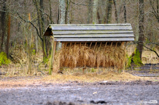 Лісівники показали, як розвивають мисливське господарство на Волині