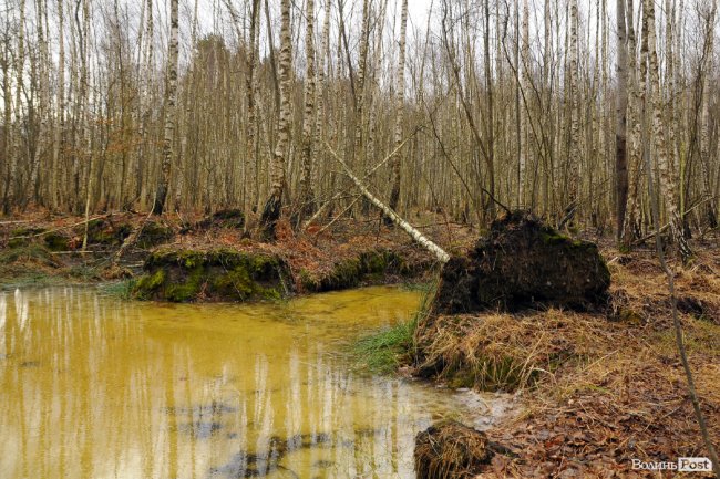 Лісівники показали, як розвивають мисливське господарство на Волині