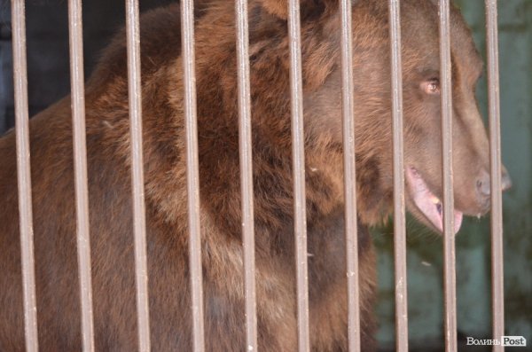 Що переживають звірі під час реконструкції луцького зоопарку
