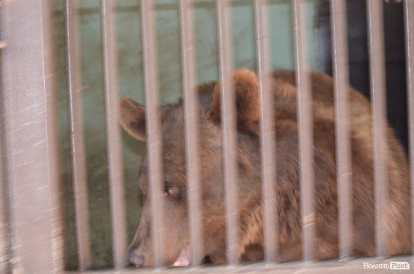 Що переживають звірі під час реконструкції луцького зоопарку
