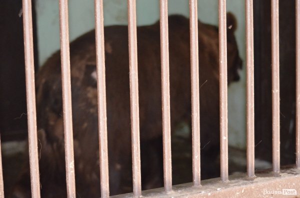 Що переживають звірі під час реконструкції луцького зоопарку