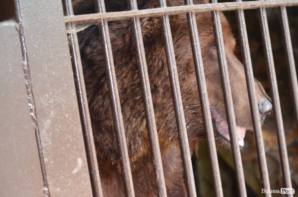 Що переживають звірі під час реконструкції луцького зоопарку