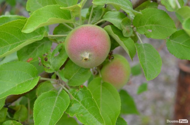 У Прип‘яті достигають яблука
