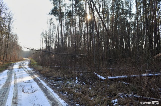Заповідник чи «порохова діжка»: частина дерев у «Цуманській пущі» стала небезпекою