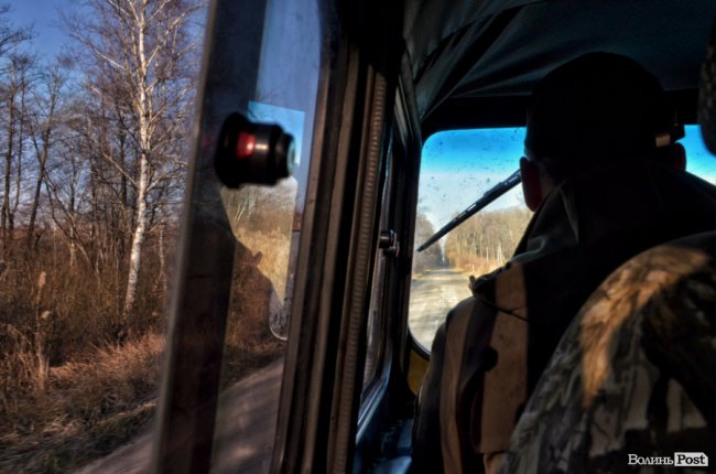 Заповідник чи «порохова діжка»: частина дерев у «Цуманській пущі» стала небезпекою