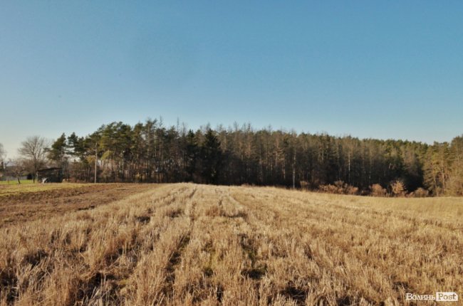 Заповідник чи «порохова діжка»: частина дерев у «Цуманській пущі» стала небезпекою