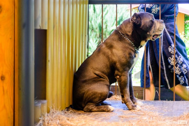   Місце сили Ірини Констанкевич. ІНТЕРВ’Ю ВДОМА У НАРОДНОЇ ДЕПУТАТКИ. ФОТО