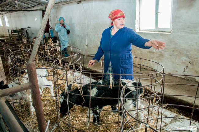 Без домішок і рослинних жирів: як на Волині виготовляють «молочку». ФОТО