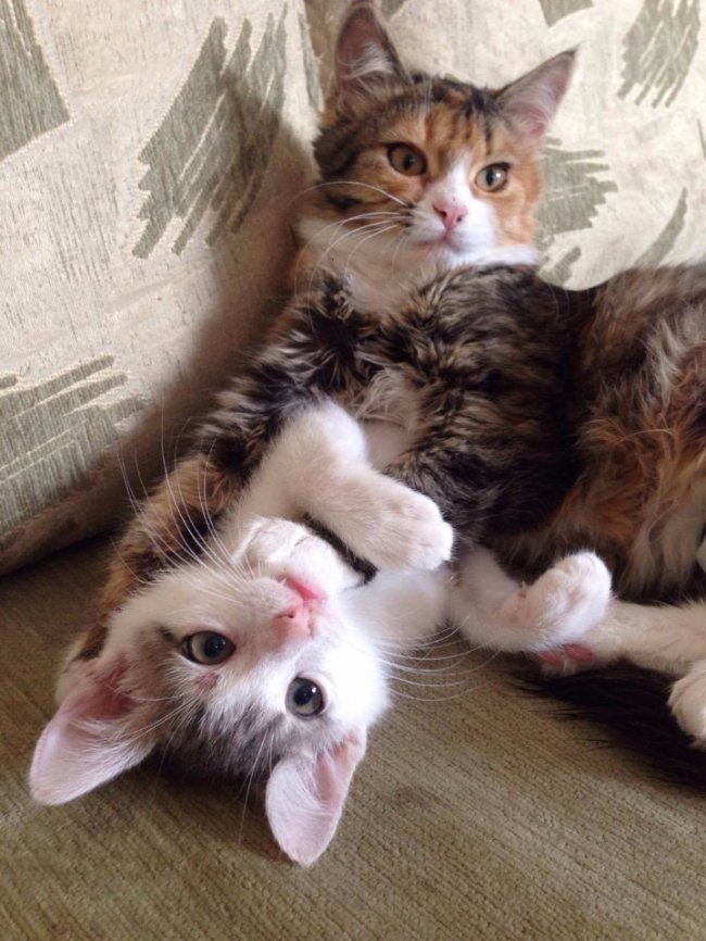 Коти та лебеді: кого рятують з вулиці волиняни