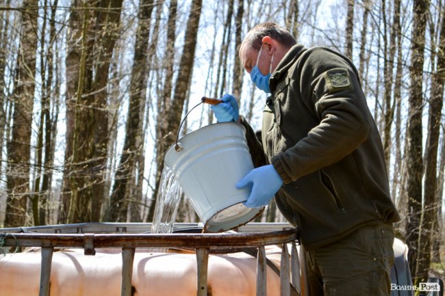 Природа – не на карантині: у волинських лісах збирають березовий сік для декількох континентів. ФОТО
