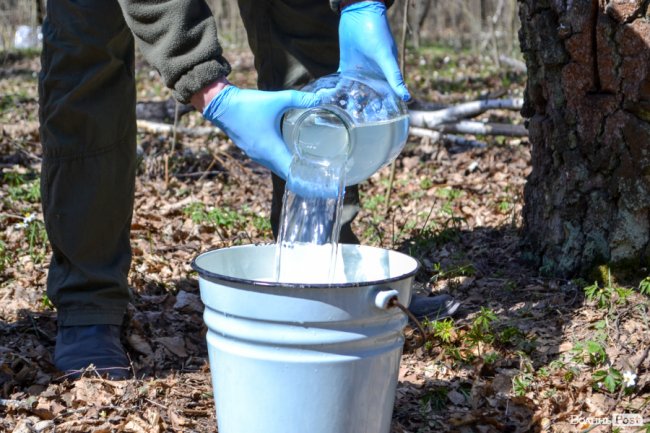 Природа – не на карантині: у волинських лісах збирають березовий сік для декількох континентів. ФОТО