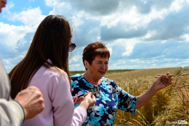 «Люблю кожен колосок»: розмова про 51 рік роботи серед пшеничного різноманіття. ФОТО