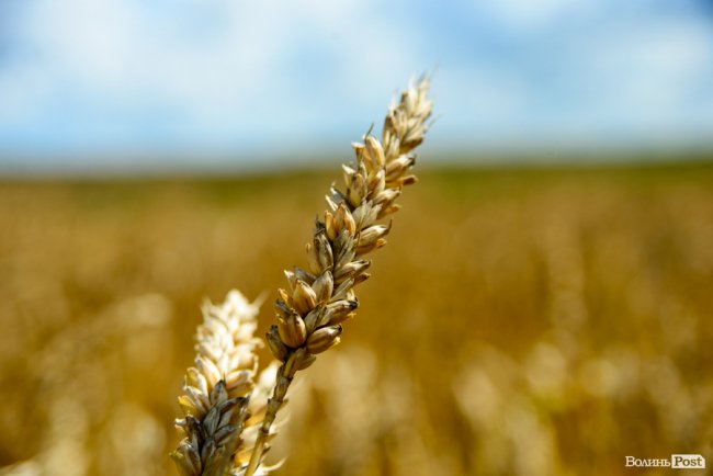 «Люблю кожен колосок»: розмова про 51 рік роботи серед пшеничного різноманіття. ФОТО