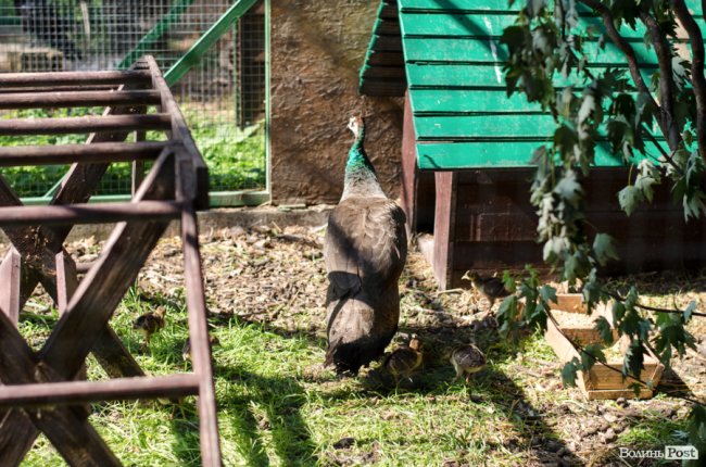 Звіриний ТОП: бебі-бум у Луцькому зоопарку