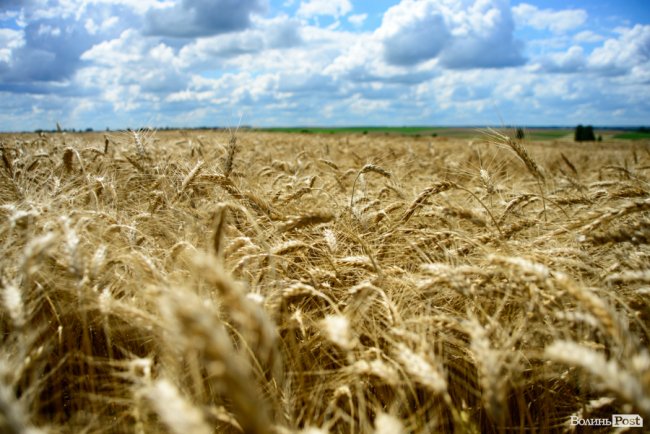 «Люблю кожен колосок»: розмова про 51 рік роботи серед пшеничного різноманіття. ФОТО