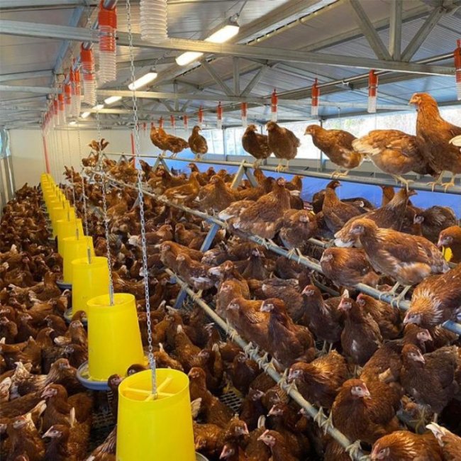 Годівниці для птиці